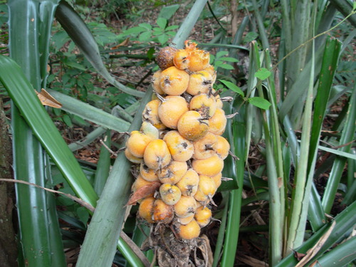 Bromelia balansae