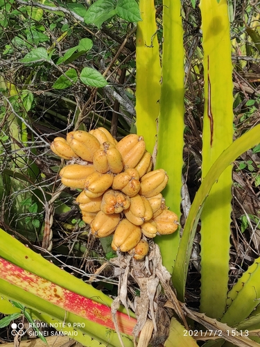 Bromelia laciniosa