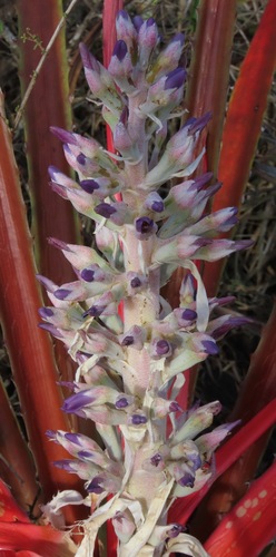 Bromelia laciniosa