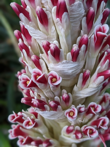 Bromelia pinguin