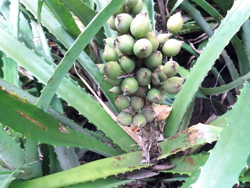 Bromelia pinguin