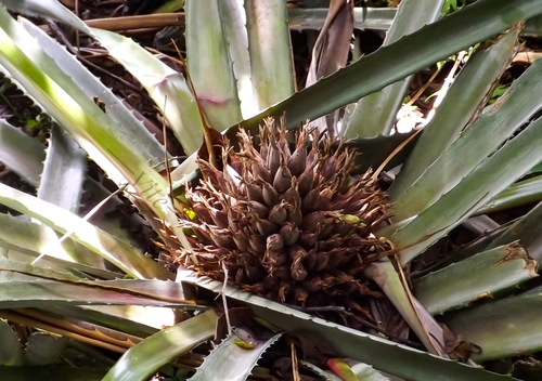 Bromelia plumieri