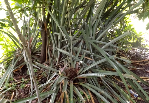 Bromelia plumieri