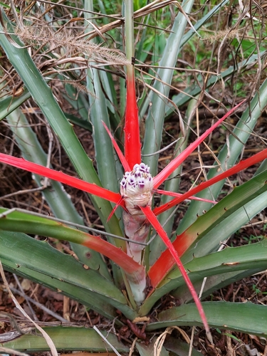 Bromelia serra
