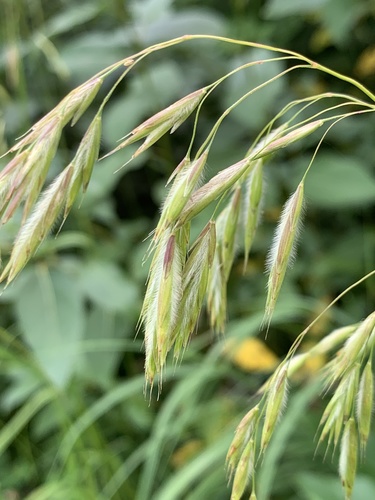 Bromus ciliatus