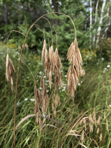 Bromus ciliatus