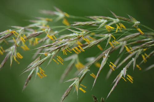 Bromus erectus