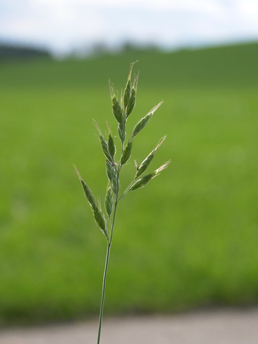 Bromus hordeaceus