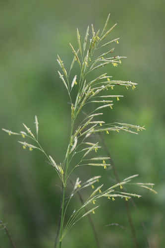Bromus inermis