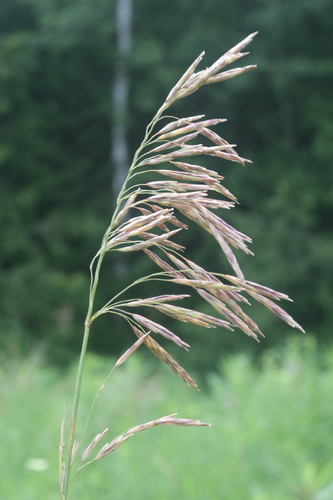 Bromus inermis