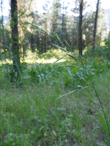 Bromus marginatus