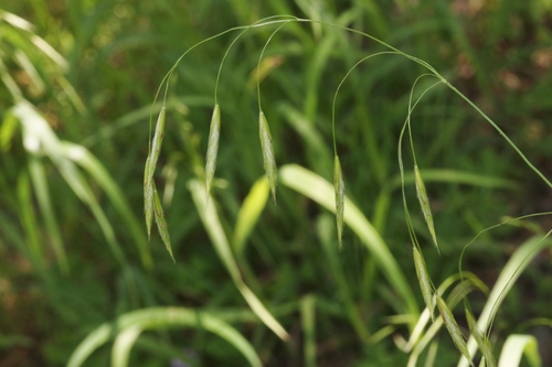Bromus porteri