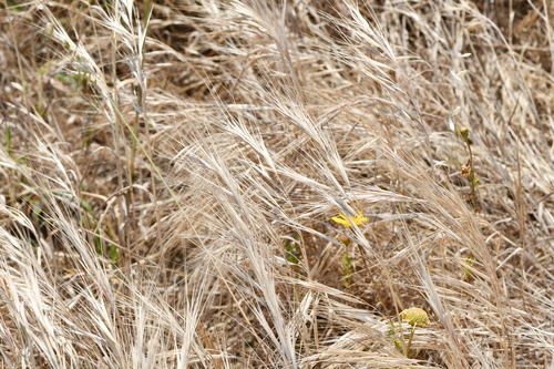 Bromus rigidus
