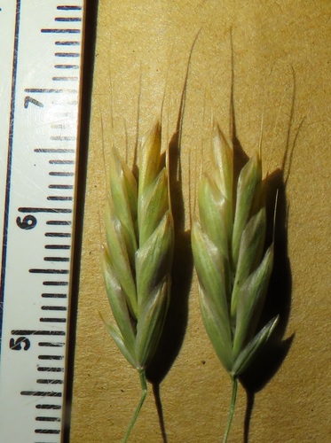 Bromus secalinus