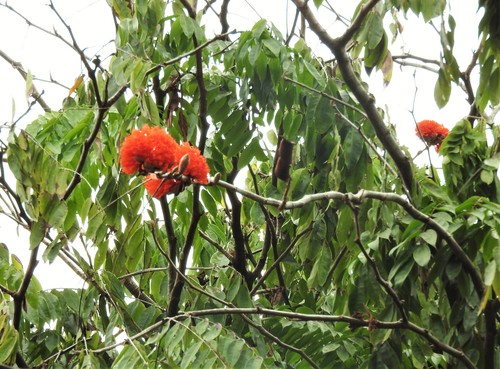 Brownea rosa-de-monte