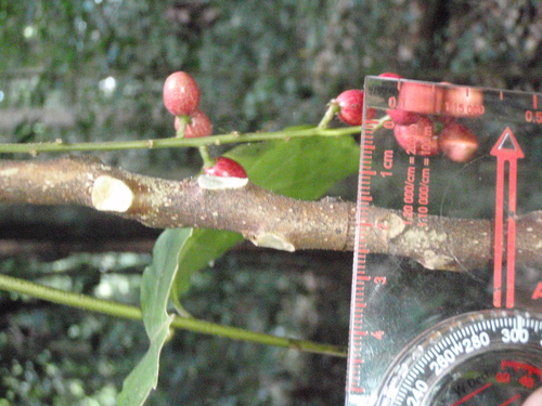 Brucea antidysenterica