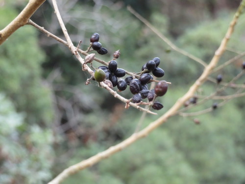 Brucea javanica
