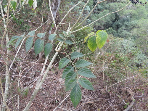 Brucea javanica