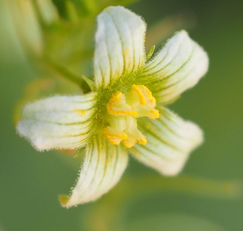 Bryonia cretica