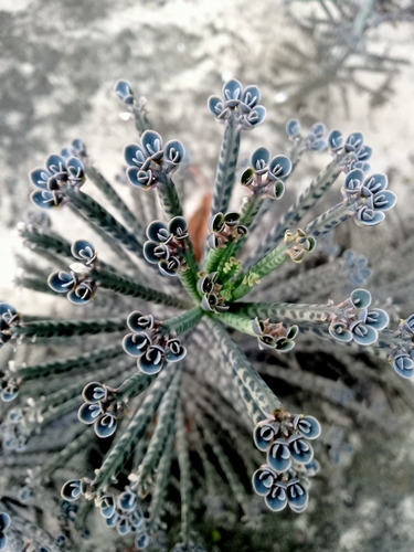 Bryophyllum delagoense