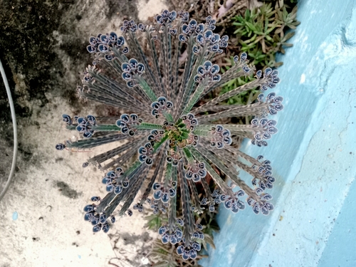 Bryophyllum delagoense