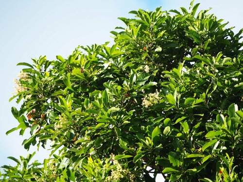 Buchanania arborescens