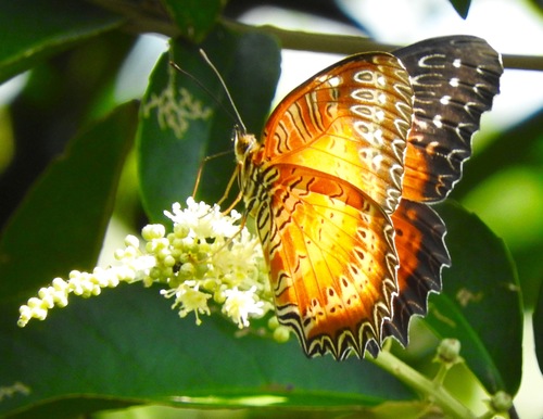 Buddleja asiatica