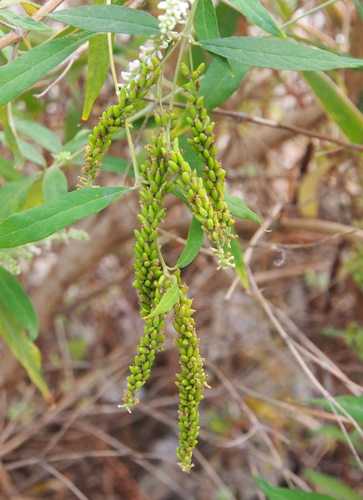 Buddleja asiatica