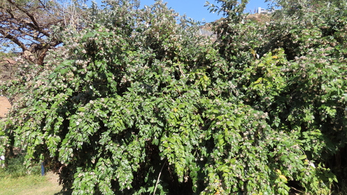 Buddleja auriculata