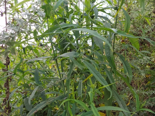 Buddleja bhutanica