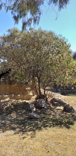Buddleja cordata