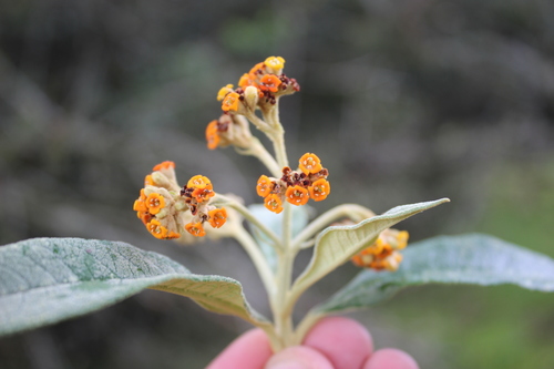 Buddleja incana