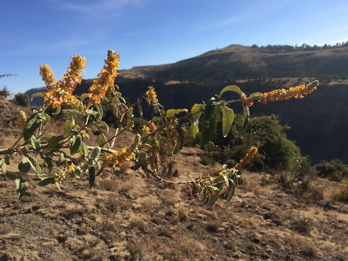 Buddleja polystachya