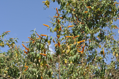 Buddleja polystachya