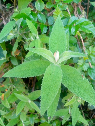 Buddleja salviifolia