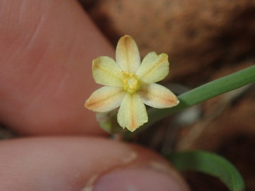 Bulbine alata