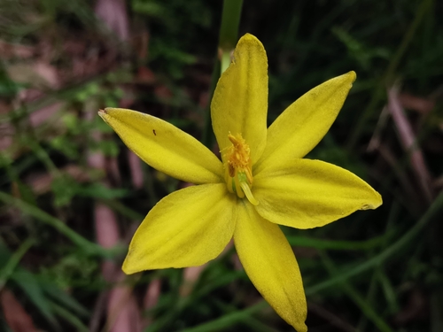 Bulbine bulbosa
