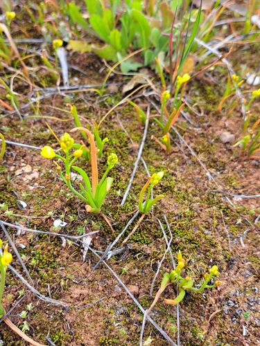 Bulbine semibarbata