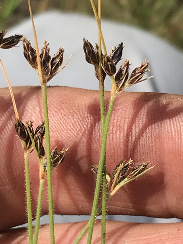 Bulbostylis hispidula