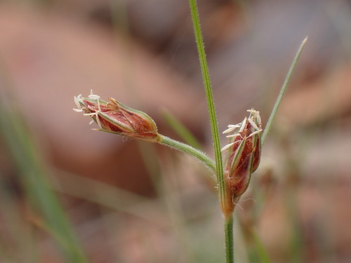Bulbostylis hispidula