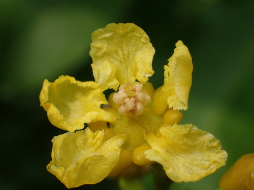 Malpighiaceae