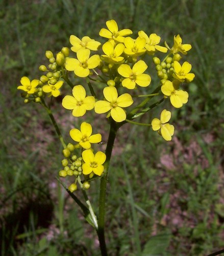 Bunias orientalis