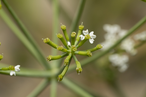 Bunium ferulaceum