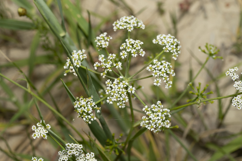 Bunium ferulaceum