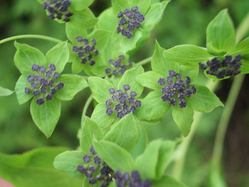 Bupleurum candollei