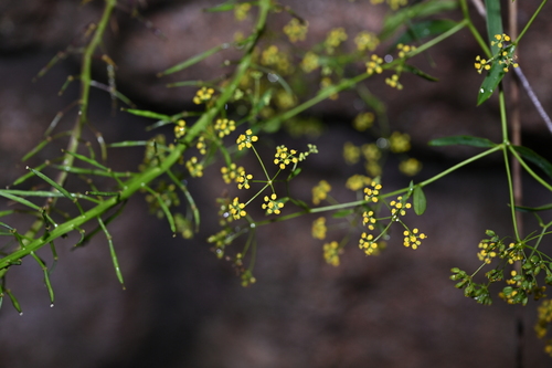 Bupleurum chinense