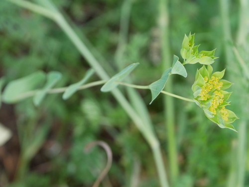 Bupleurum rotundifolium