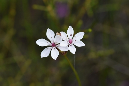 Burchardia umbellata