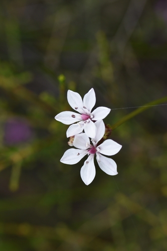 Burchardia umbellata