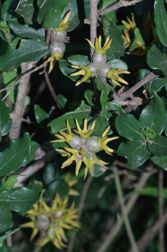 Burchellia bubalina